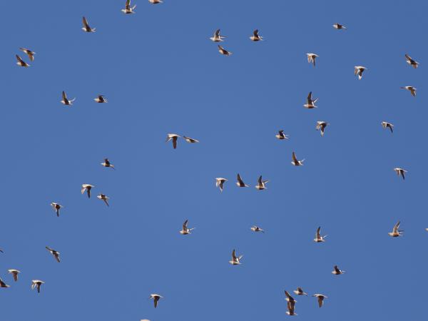 Chestnut-bellied sandgrouse (Pterocles exustus)